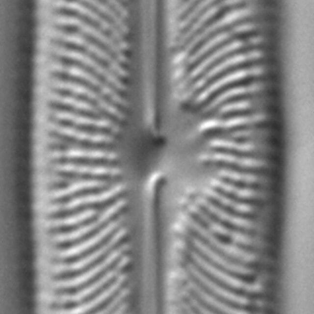 Neidiopsis weilandii LM1