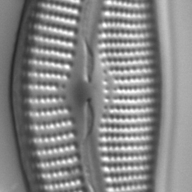 Diatom  Photos18299
