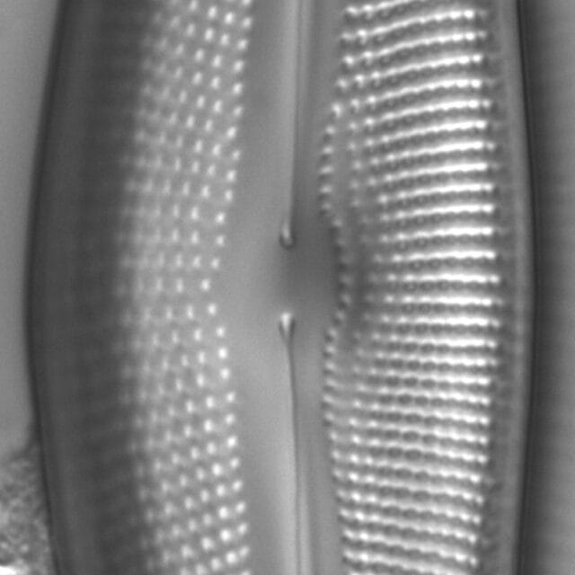 Diatom  Photos19237