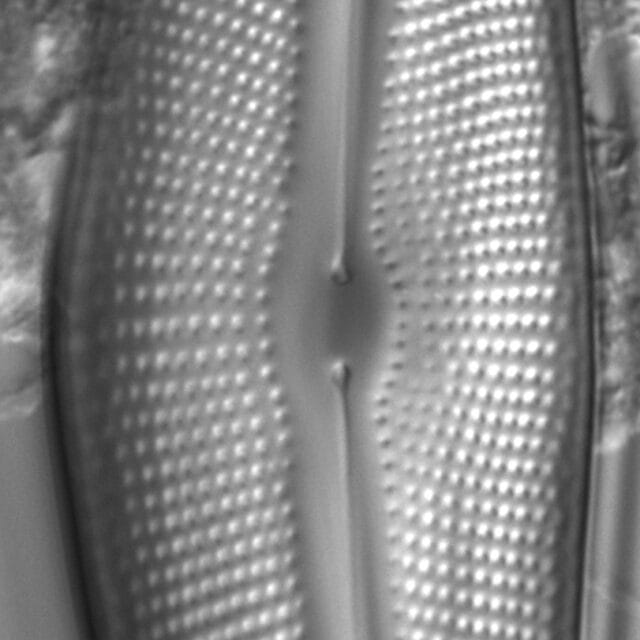 Diatom  Photos19244