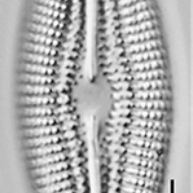 Diploneis abscondita LM1