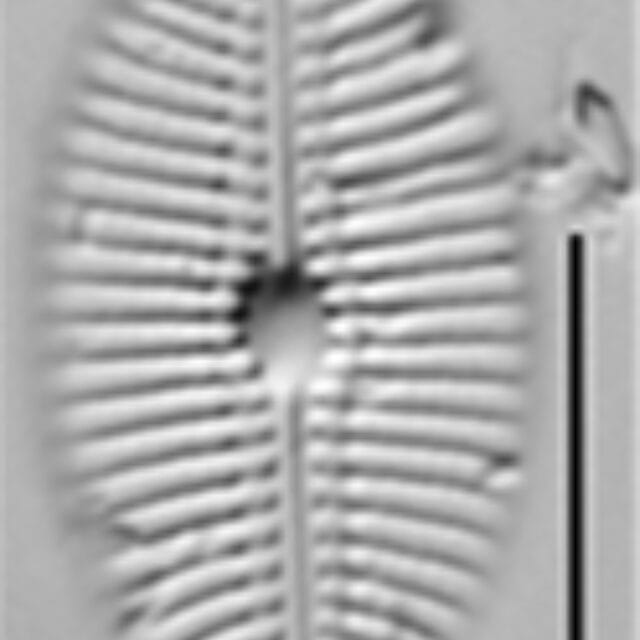Diploneis boldtiana LM6