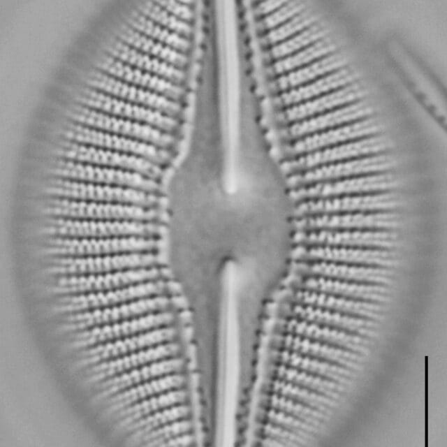 Diploneis dilatata LM2