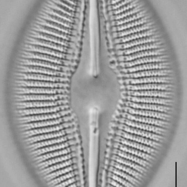 Diploneis dilatata LM3