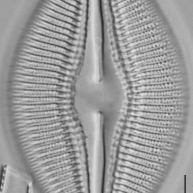 Diploneis dilatata LM4