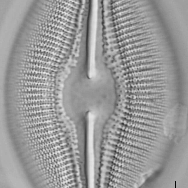 Diploneis dilatata LM6