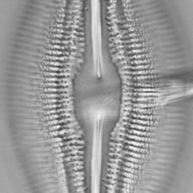 Diploneis dilatata LM7