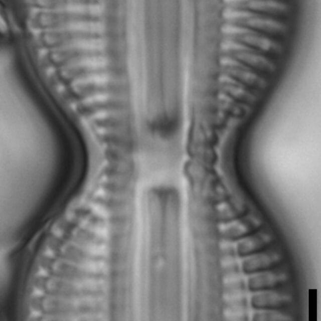 Diploneis interrupta LM3