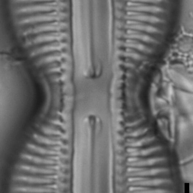 Diploneis interrupta LM4