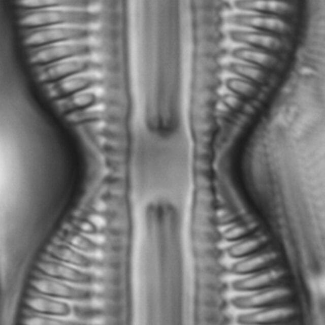 Diploneis interrupta LM5