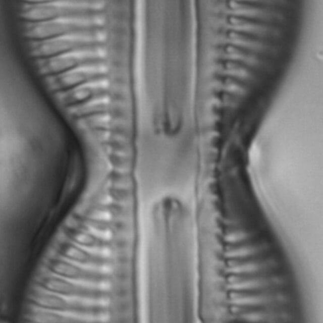 Diploneis interrupta LM6