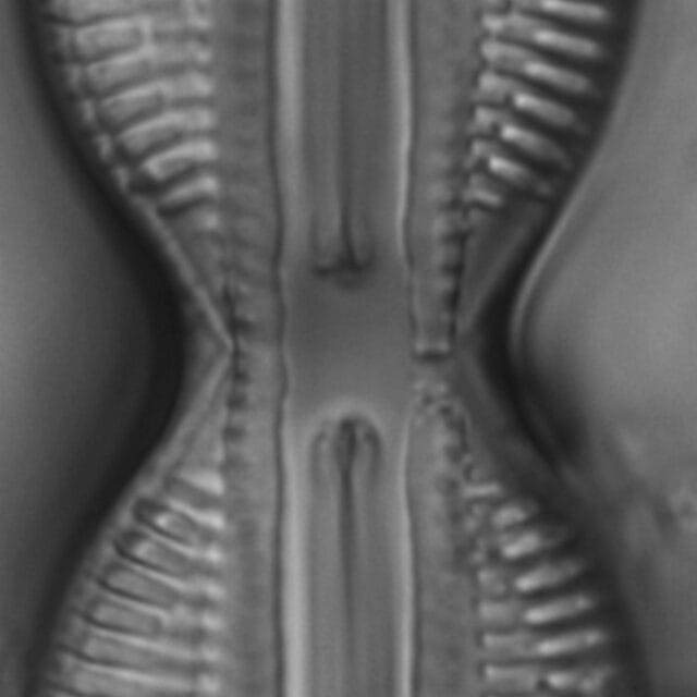 Diploneis interrupta LM7