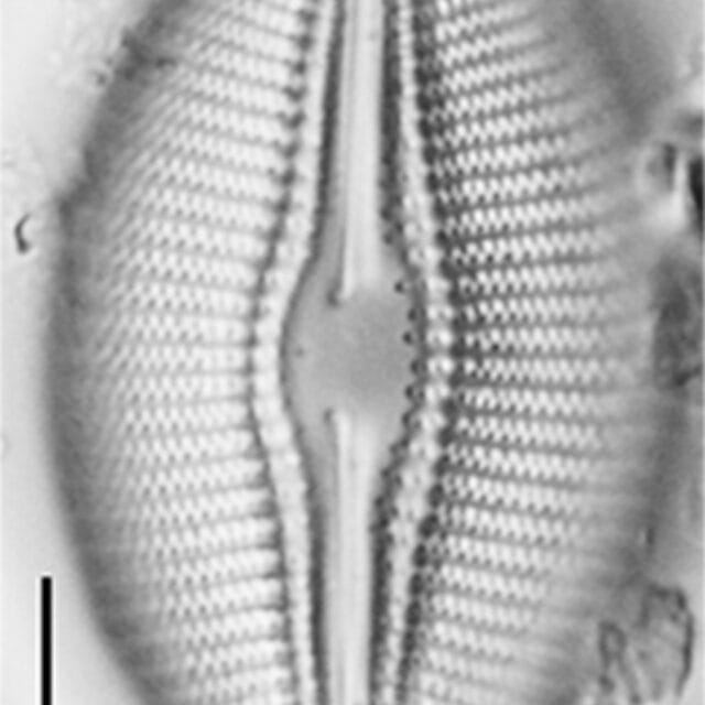Diploneis lusatica LM2