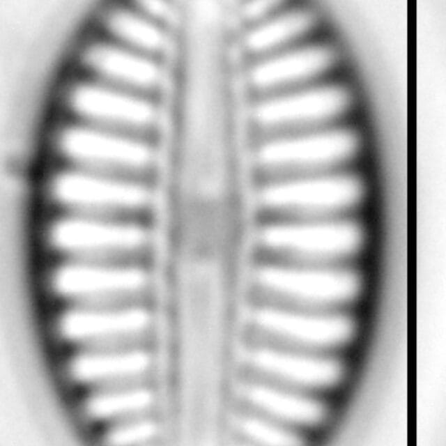 Diploneis puella LM6