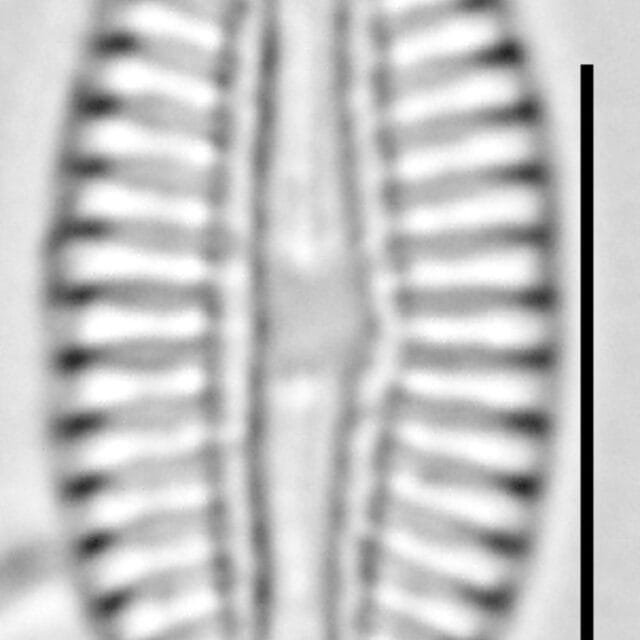 Diploneis puella LM5
