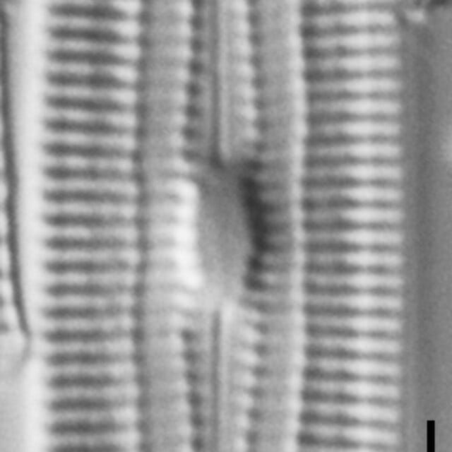 Diploneis galloprovincialis LM5