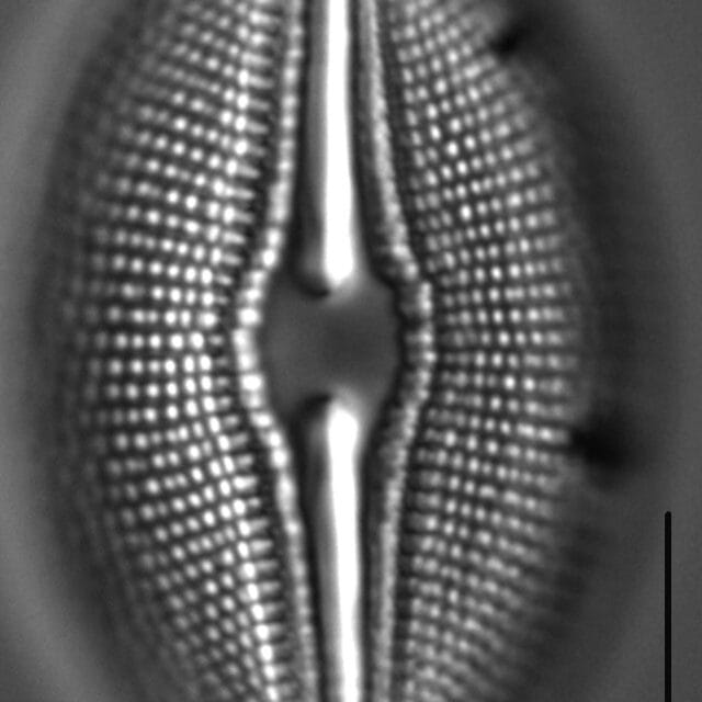 Diploneis Ovalis 7