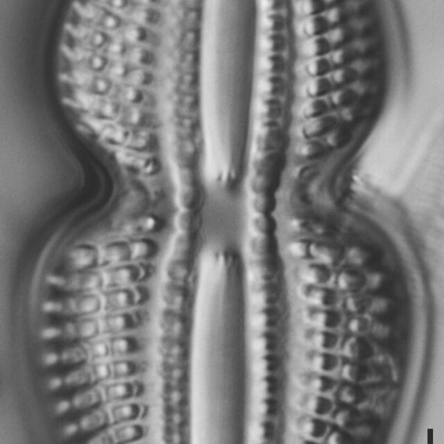 Diploneis bombus LM1