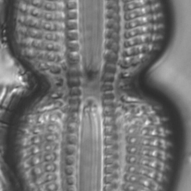 Diploneis bombus LM3