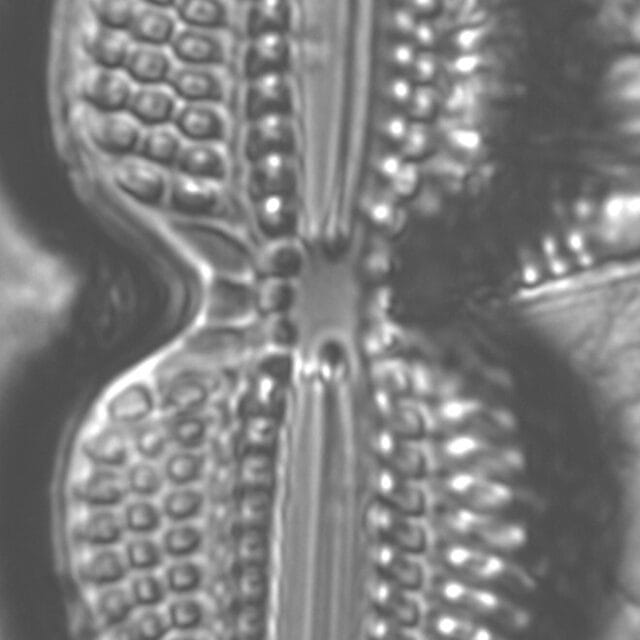 Diploneis bombus LM4