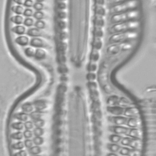 Diploneis bombus LM5