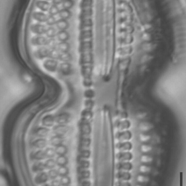 Diploneis bombus LM6