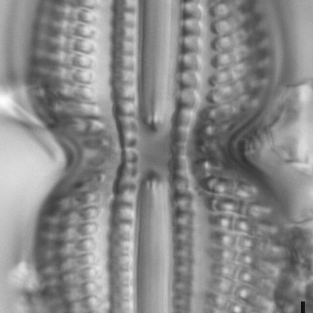 Diploneis bombus LM7