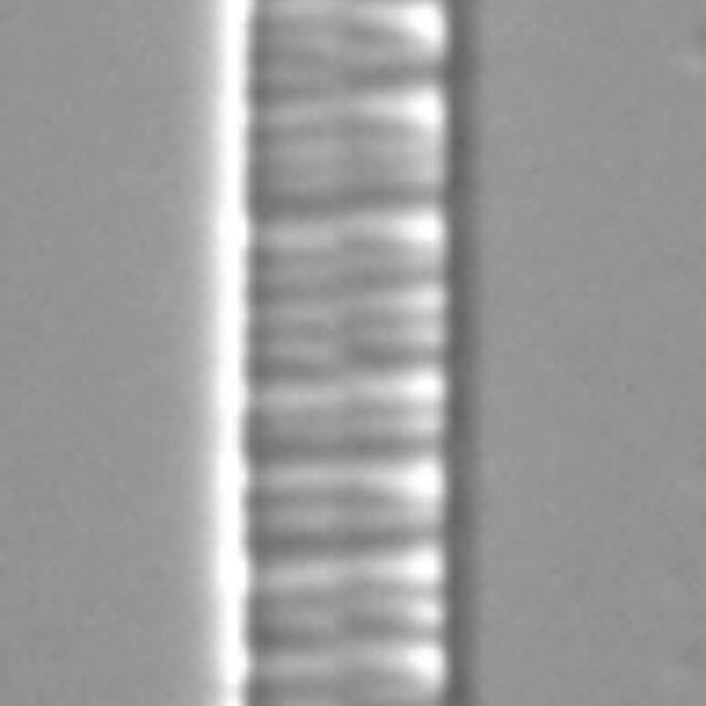 Distrionella incognita LM1
