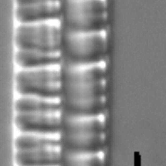 Distrionella incognita LM7