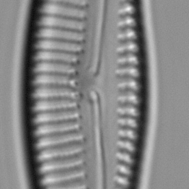 Dona Encyonema silesiacum var elegans FIU CERP 204 853 1 19 03