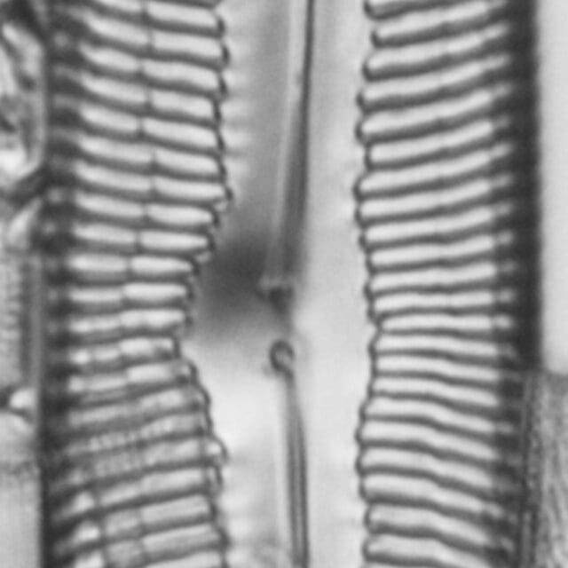 Pinnularia spinifera LM1