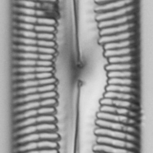 Pinnularia spinifera LM2