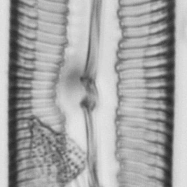 Pinnularia spinifera LM4