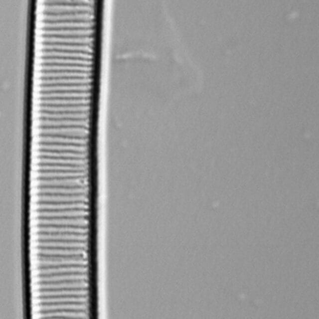 Eutaut  Brant1212 337 45 6108