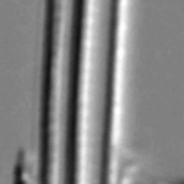 Euzasuminensis  Smm16212B 1059 58 8