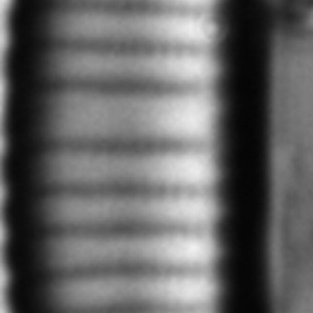 Eunotia canicula LM5