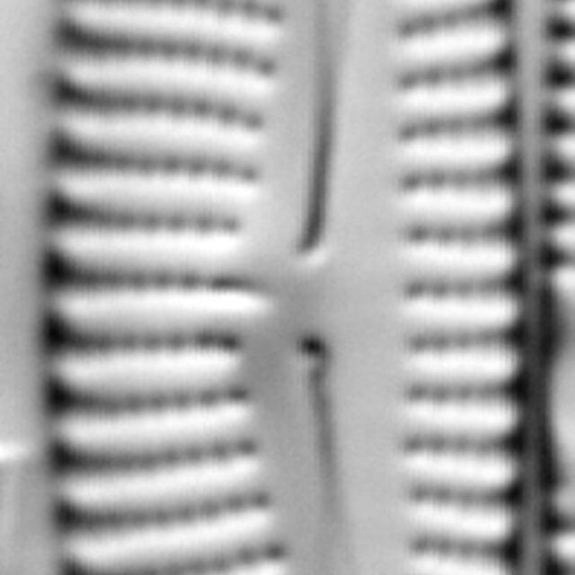 Encyonema pergracile LM2