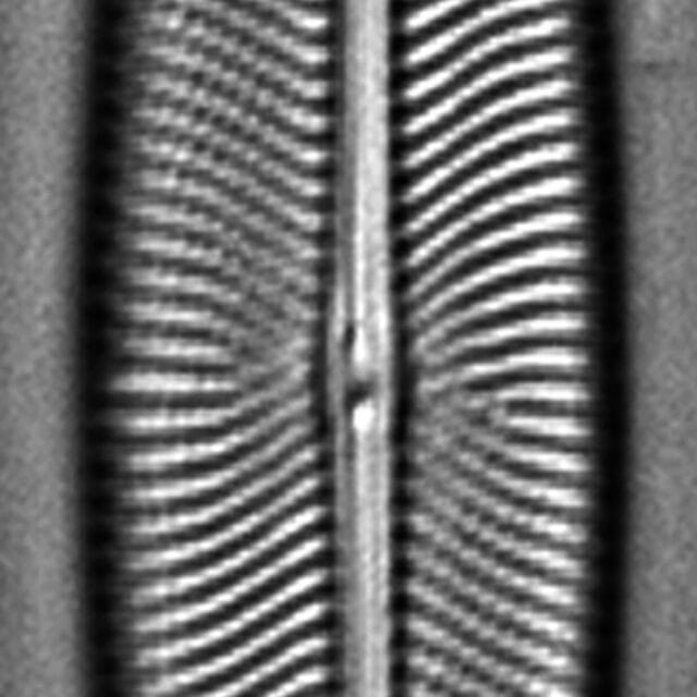 Envekadea metzeltinii LM3