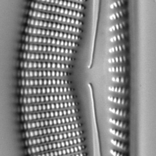 Encyonema nicafei LM2