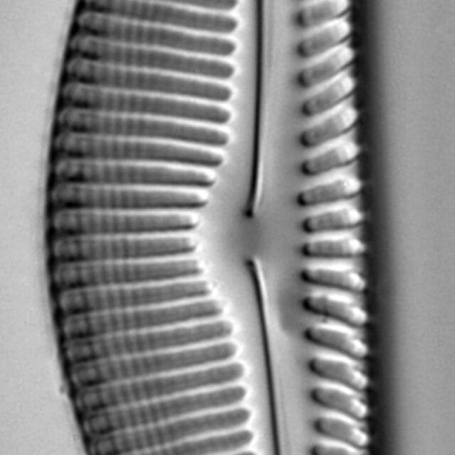 Encyonema nicafei LM3