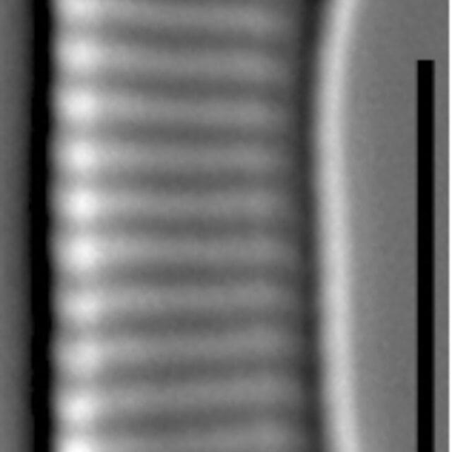 Eunotia orthohedra LM2