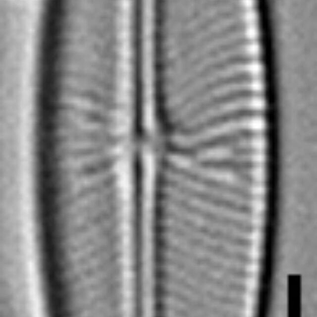 Envekadea vanlandinghamii LM1