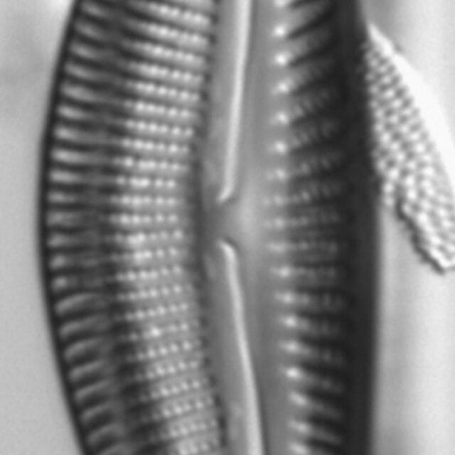 Encyonema yellowstonianum LM2