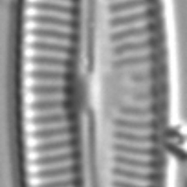 Encyocesatiigeitleri7