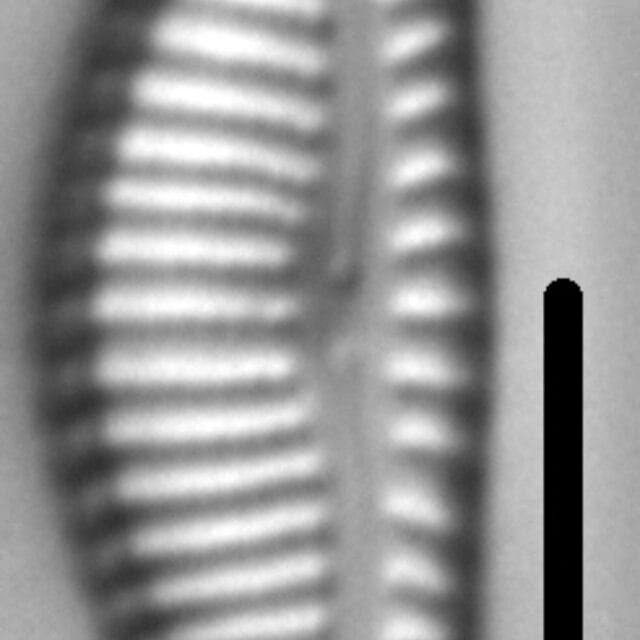 Encyonema lange-bertalotii LM5