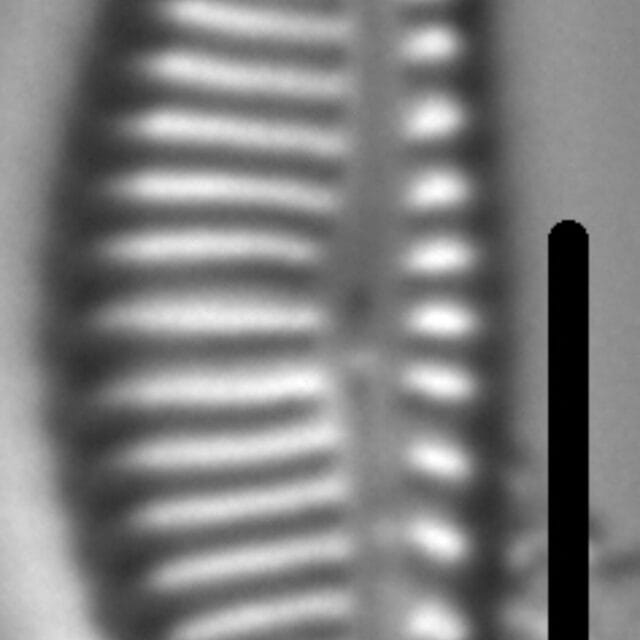 Encyonema latecapitatum LM4