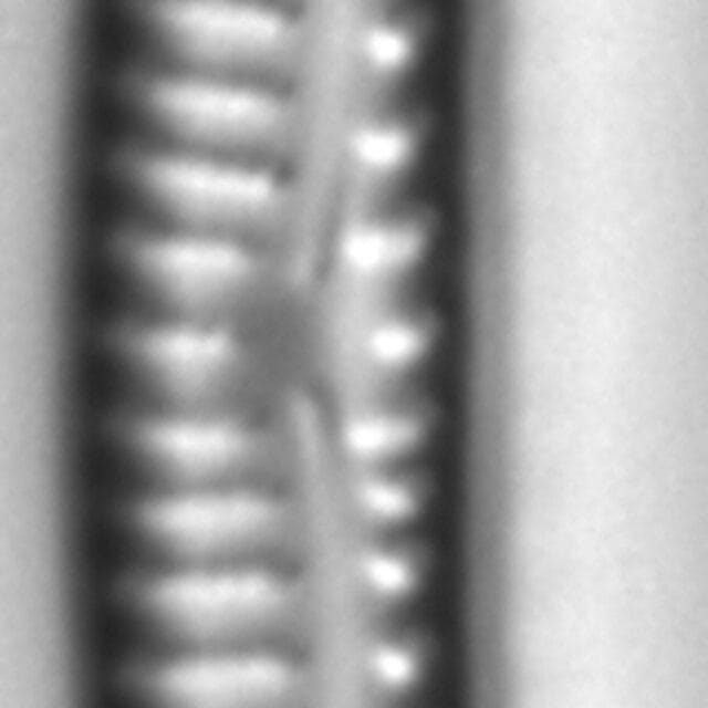 Encyonema lunatum LM2