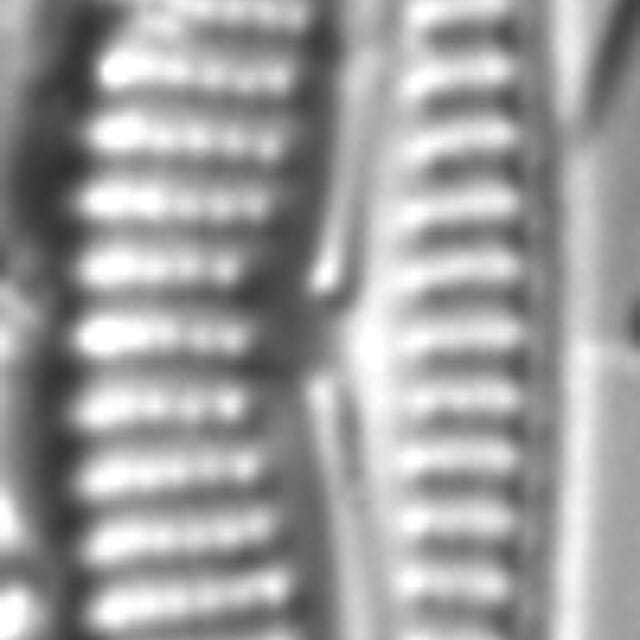 Encyonema neogracile LM2