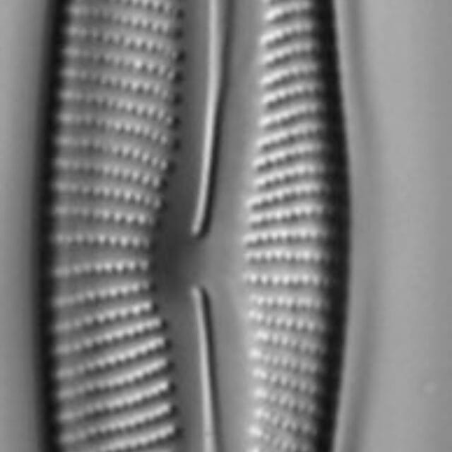 Encyonema neomesianum 07062021 SRS1d EC3 Fig1