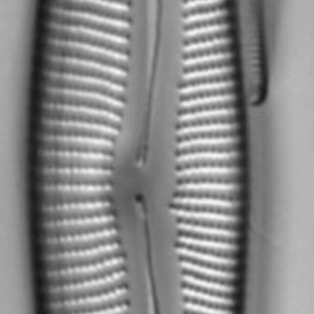 Encyonema neomesianum 07062021 SRS1d EC3 Fig2